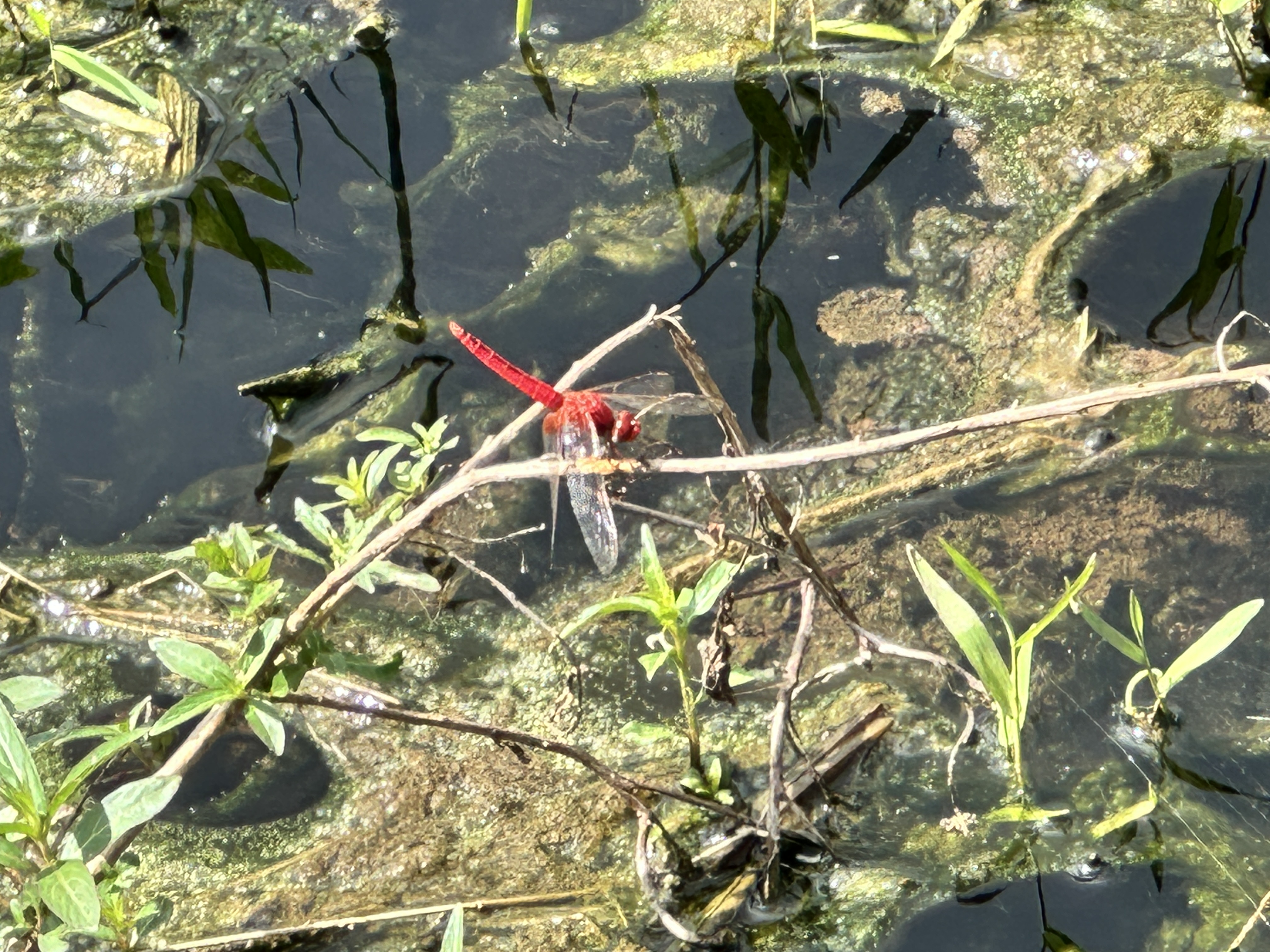 比謝川愛護会_2025.09.27_04 比謝川愛護会_2025.09.27_04