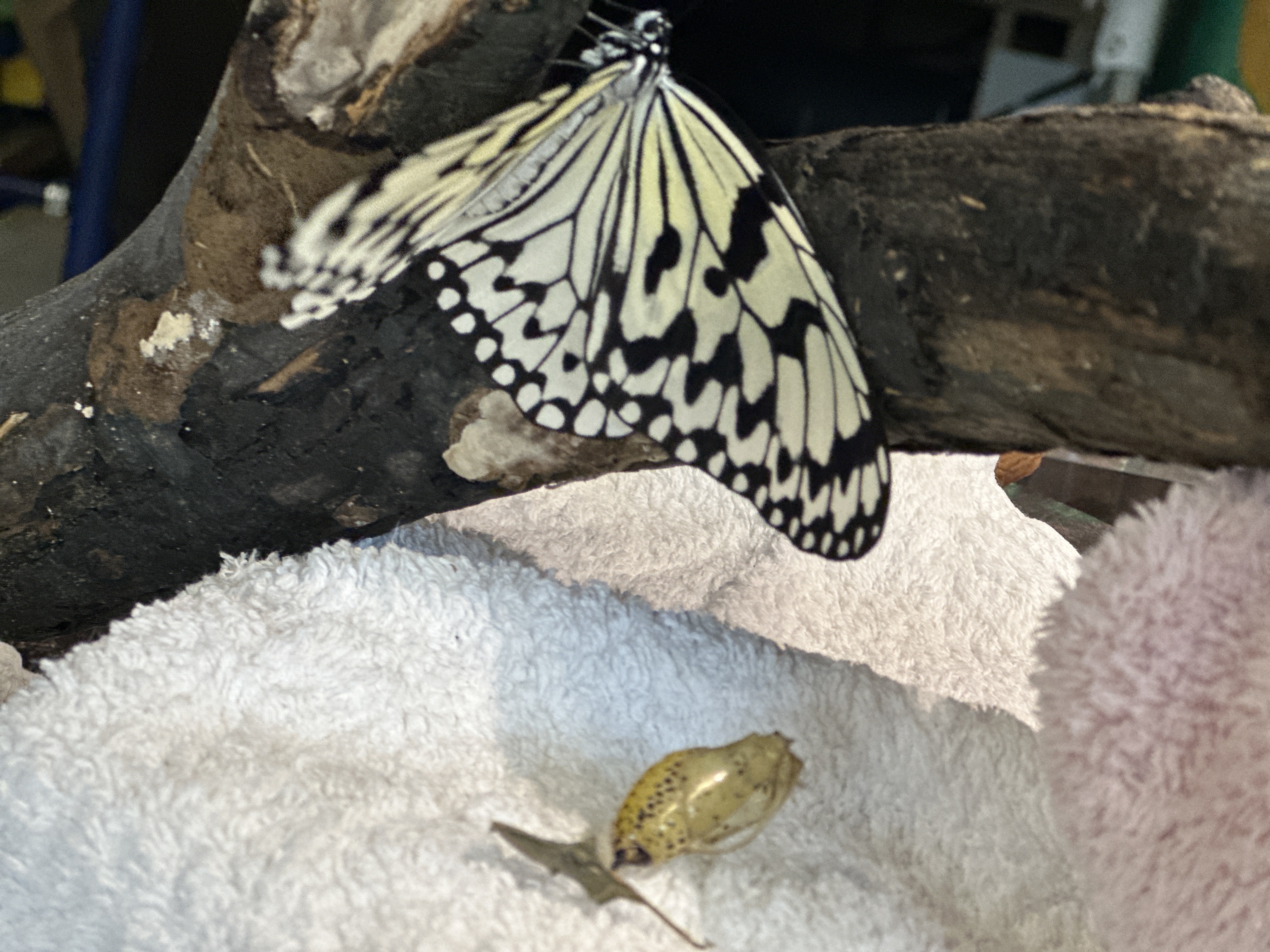 飛行訓練~オオゴマダラ成長記録2024~01 飛行訓練~オオゴマダラ成長記録2024~01