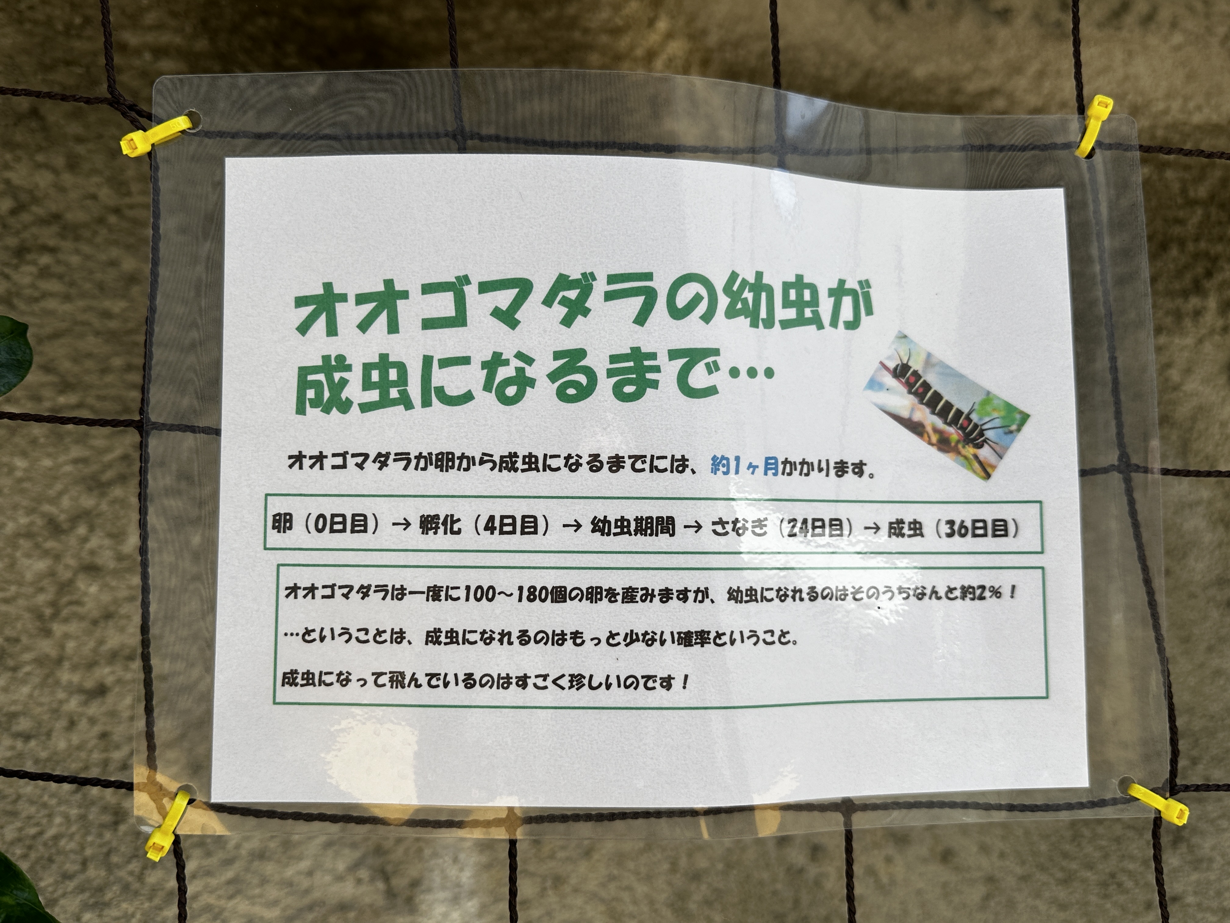卵→幼虫→さなぎ→蝶04～オオゴマダラ成長記録2024～
