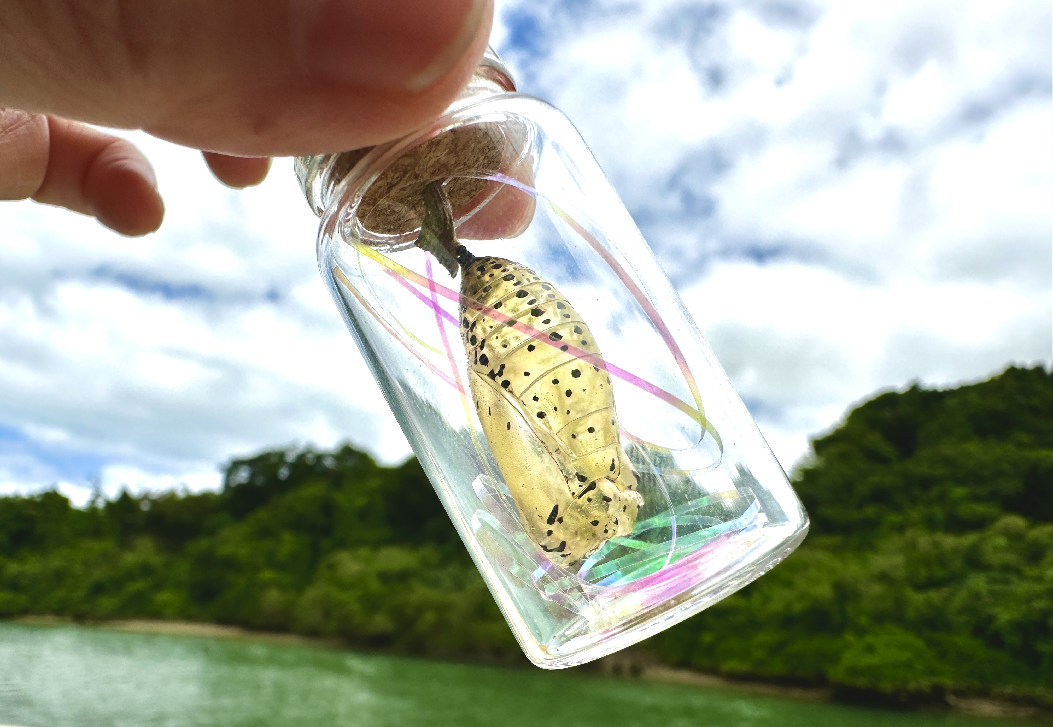 サナギもキレイ！～オオゴマダラ成長記録2024～02