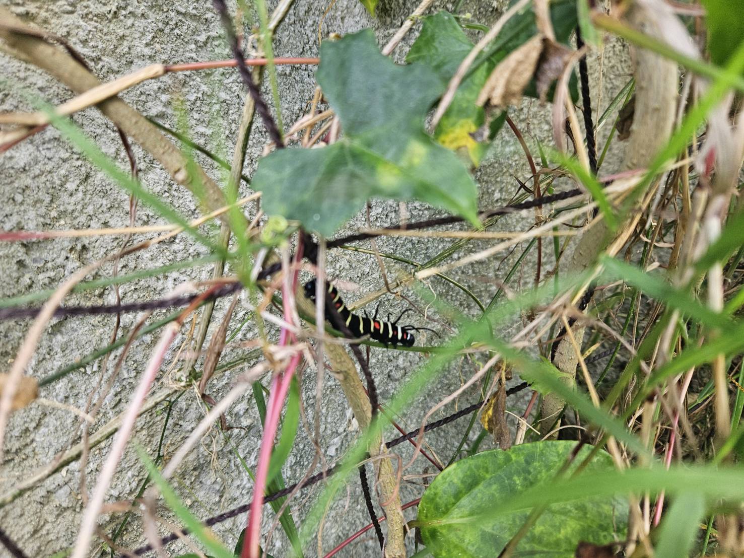 オオゴマダラ_嘉手納町比謝川自然体験センター061101 オオゴマダラ_嘉手納町比謝川自然体験センター061101