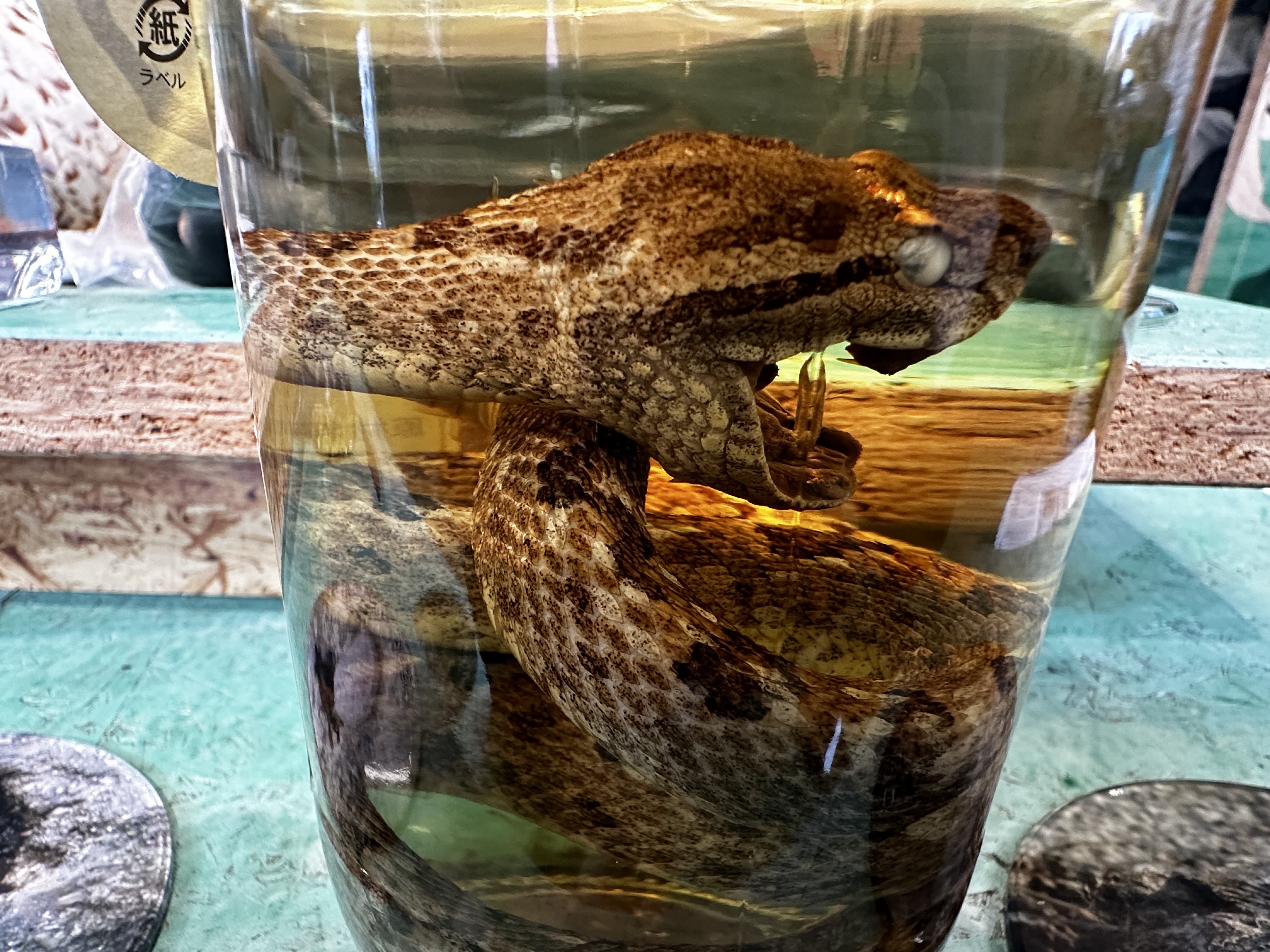 2023.12.20ハブ酒のハブ_比謝川自然体験センター