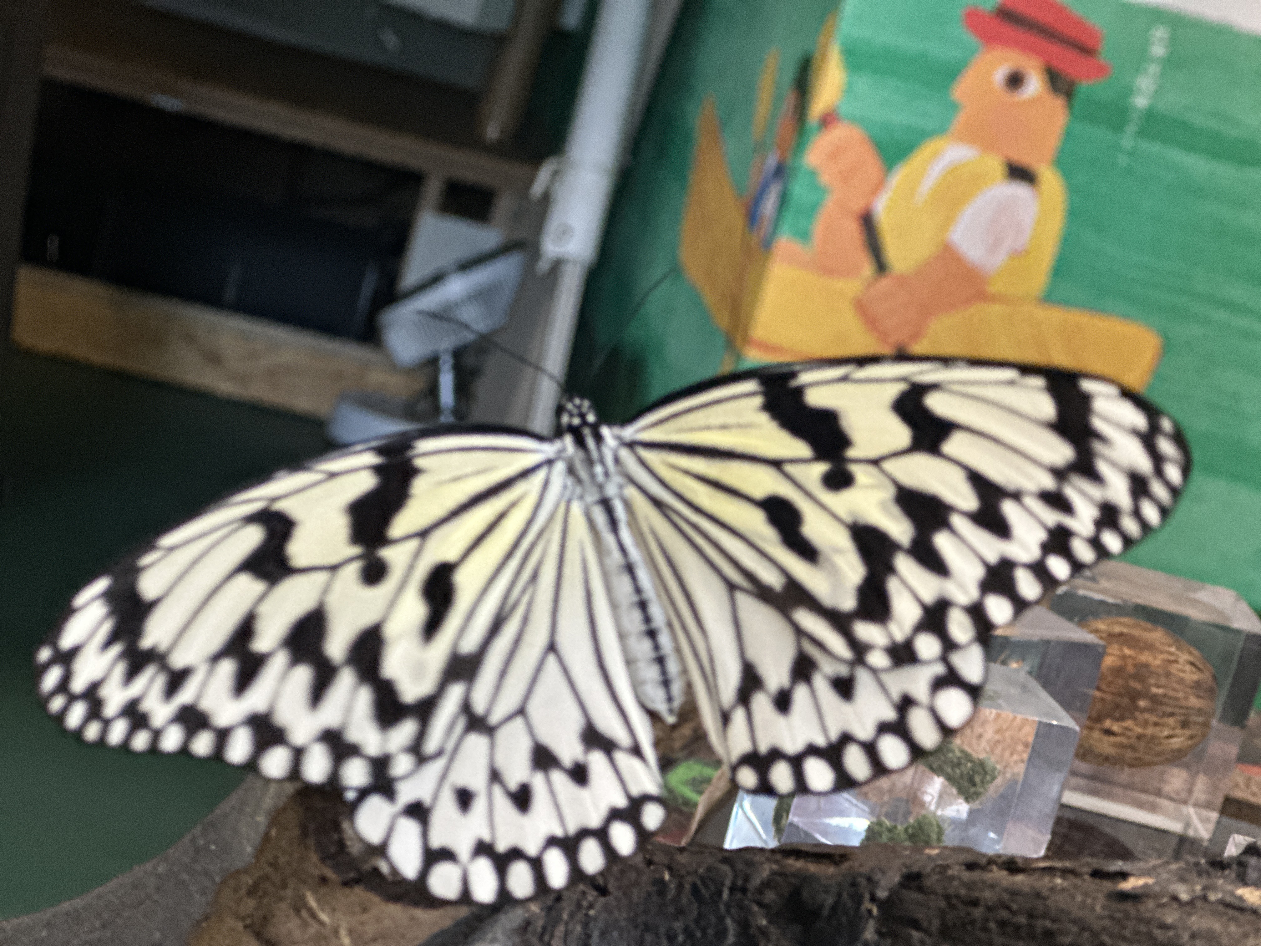 飛行訓練~オオゴマダラ成長記録2024~03 飛行訓練~オオゴマダラ成長記録2024~03