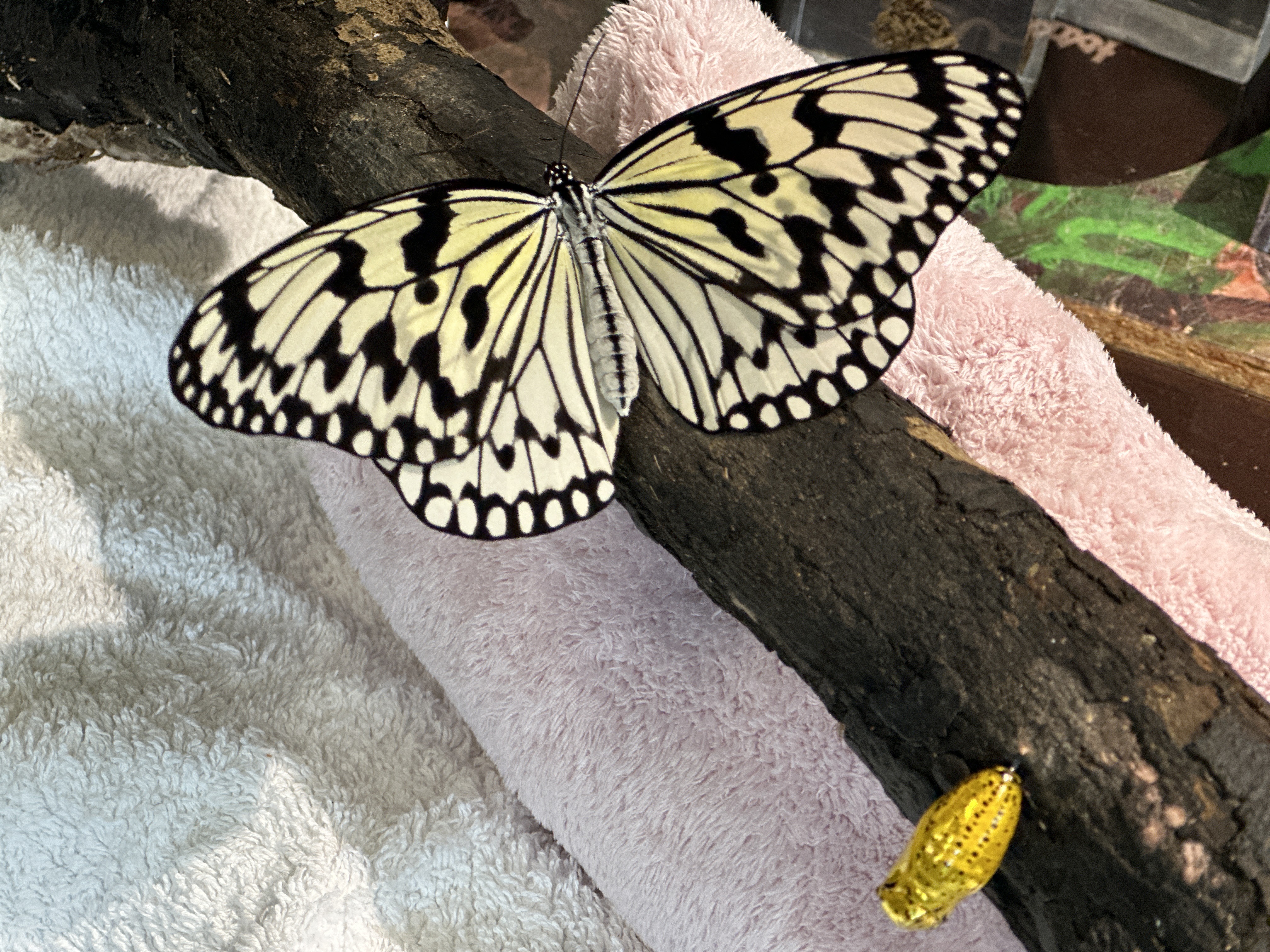 飛行訓練~オオゴマダラ成長記録2024~02 飛行訓練~オオゴマダラ成長記録2024~02