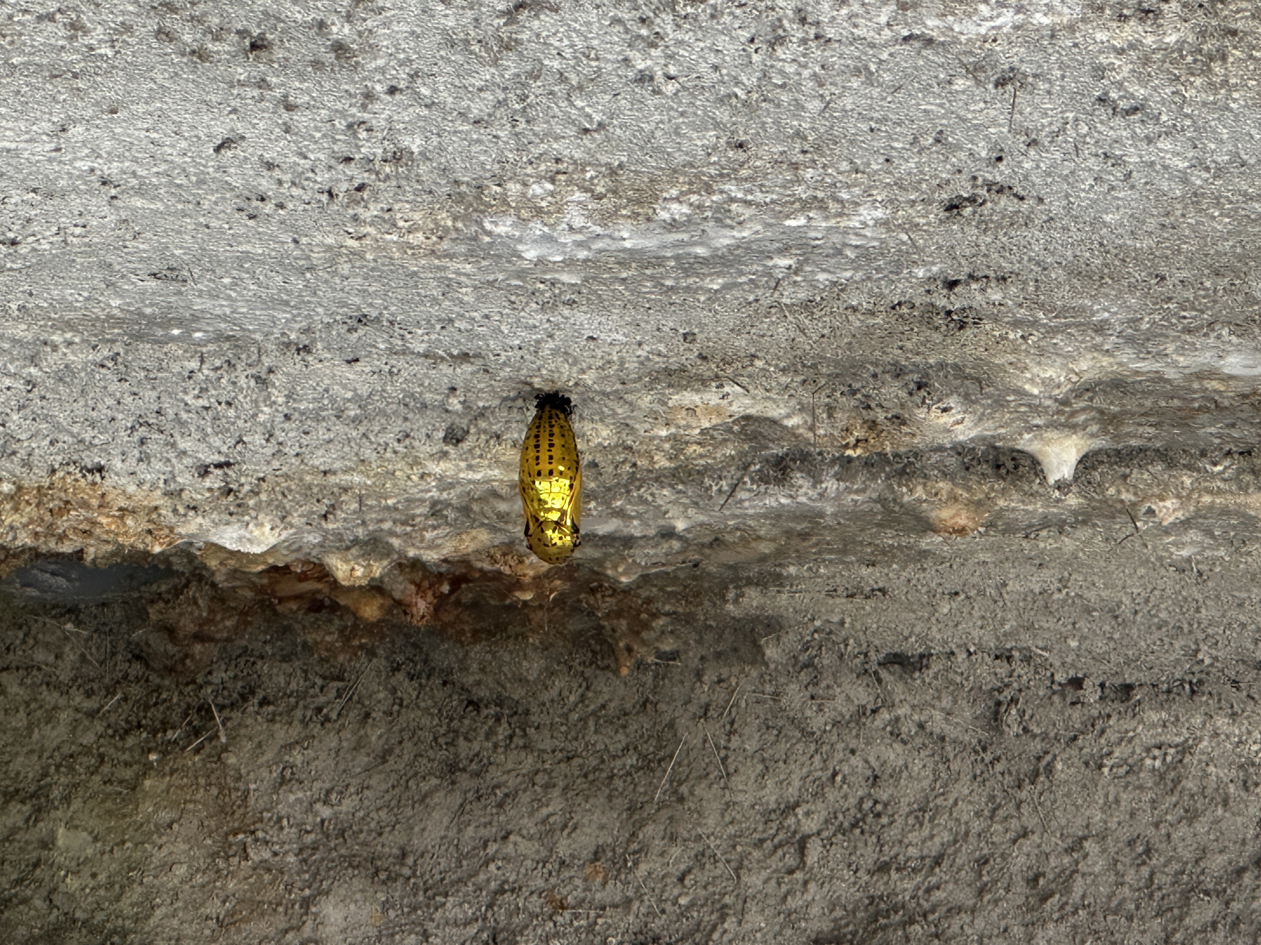 オオゴマダラ_嘉手納町比謝川自然体験センター061103 オオゴマダラ_嘉手納町比謝川自然体験センター061103