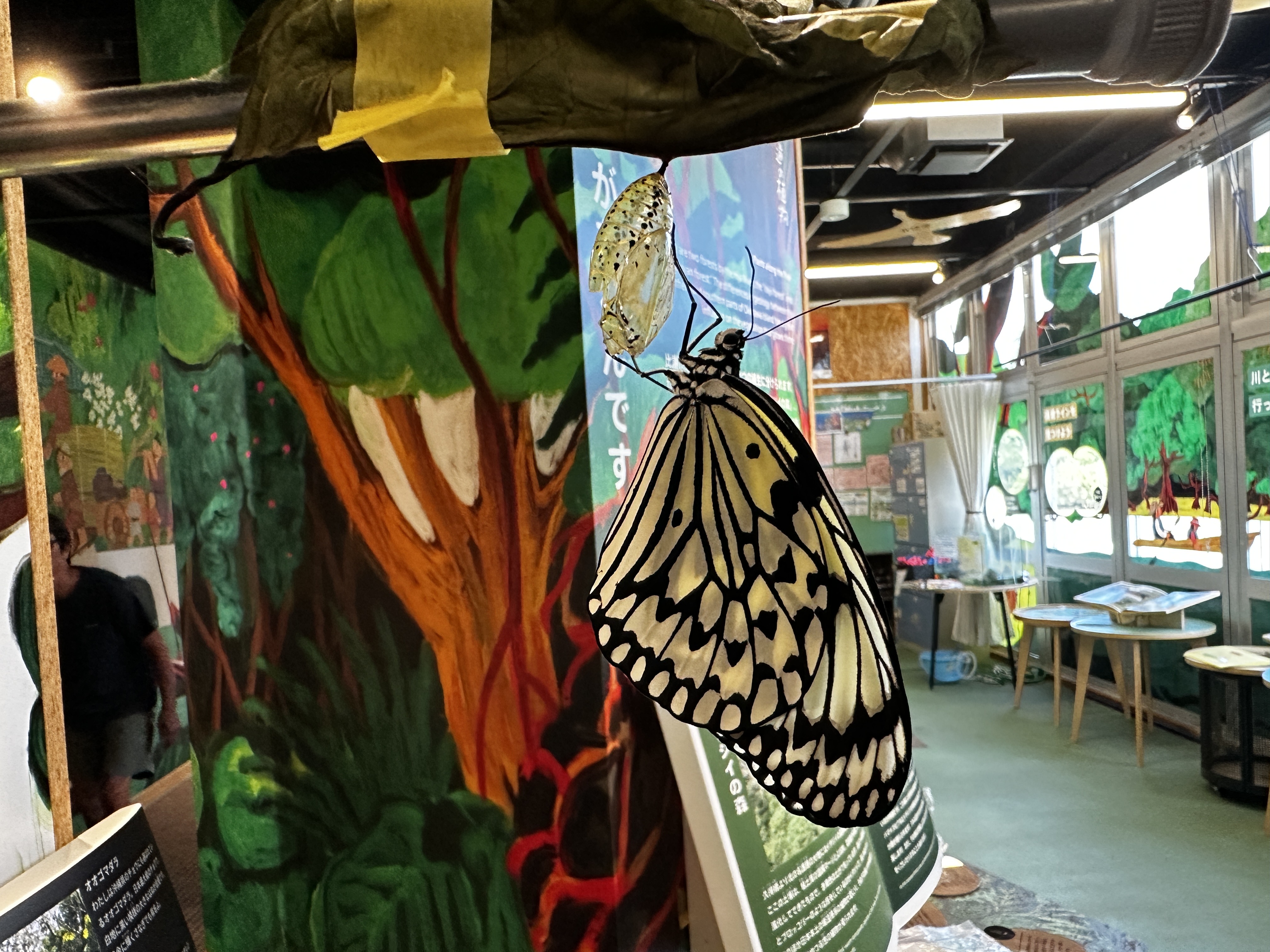 ついに蝶に！！～オオゴマダラ成長記録～