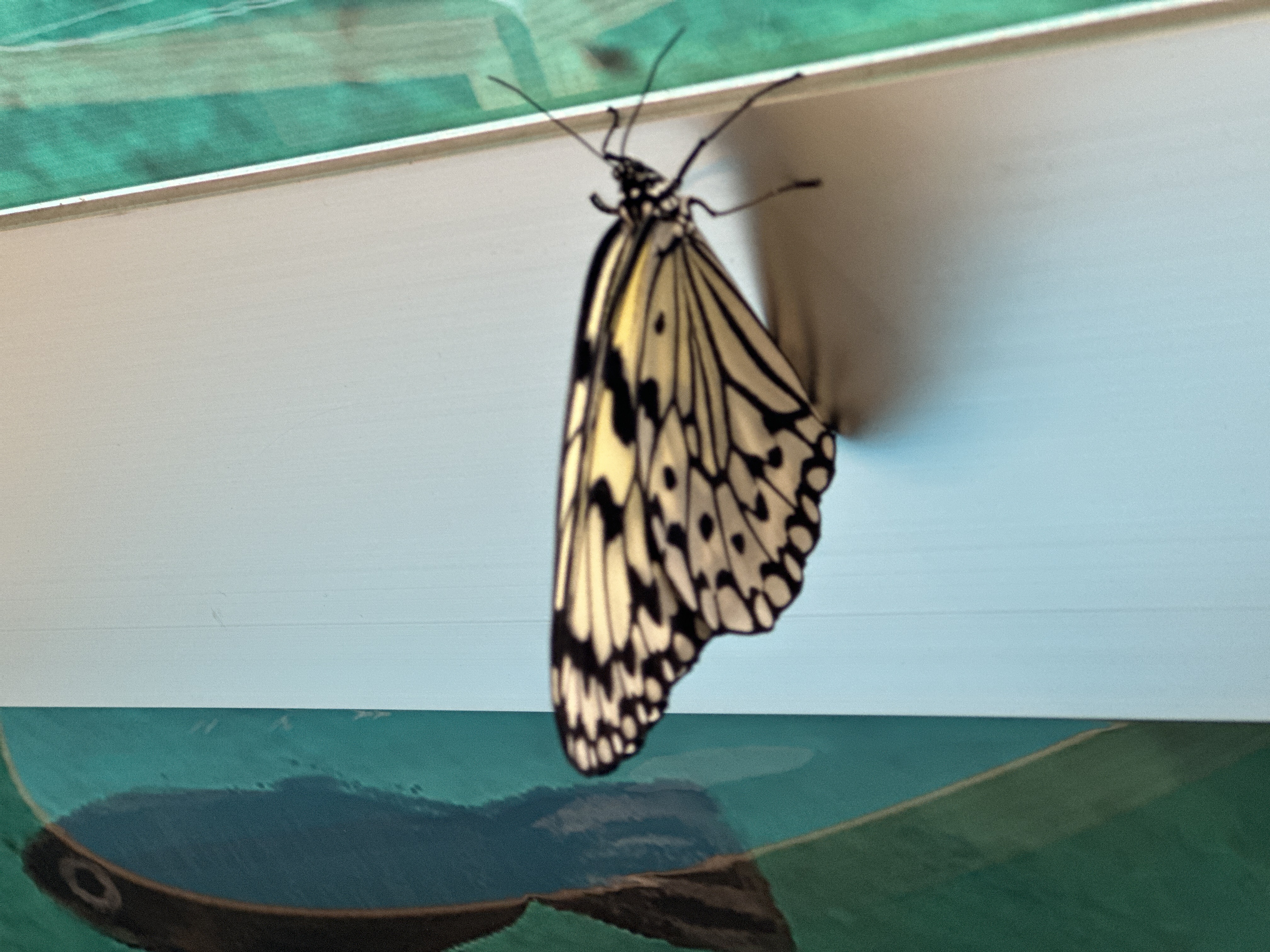 飛行訓練~オオゴマダラ成長記録2024~04 飛行訓練~オオゴマダラ成長記録2024~04