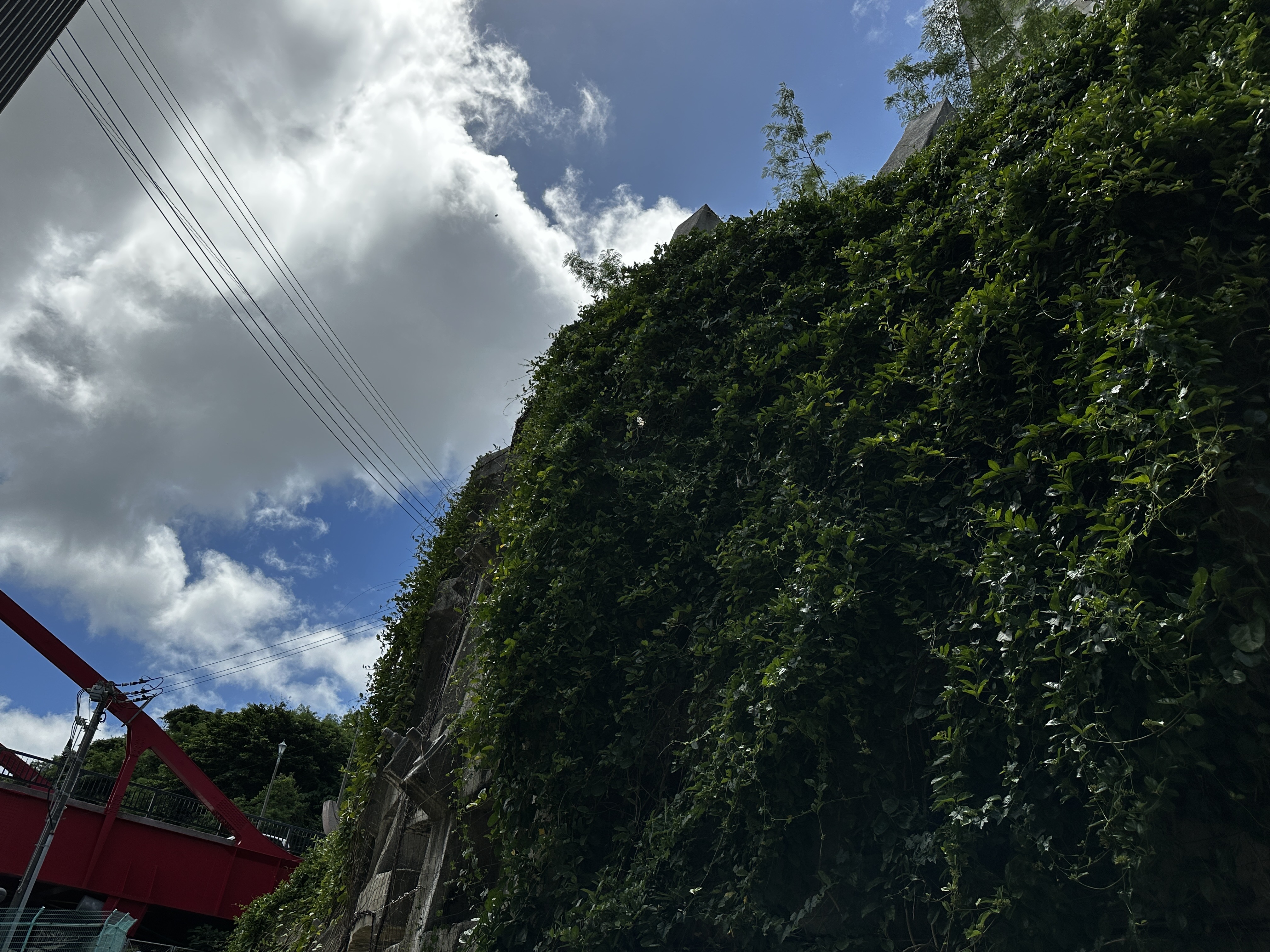 オオゴマダラ_嘉手納町比謝川自然体験センター061102 オオゴマダラ_嘉手納町比謝川自然体験センター061102