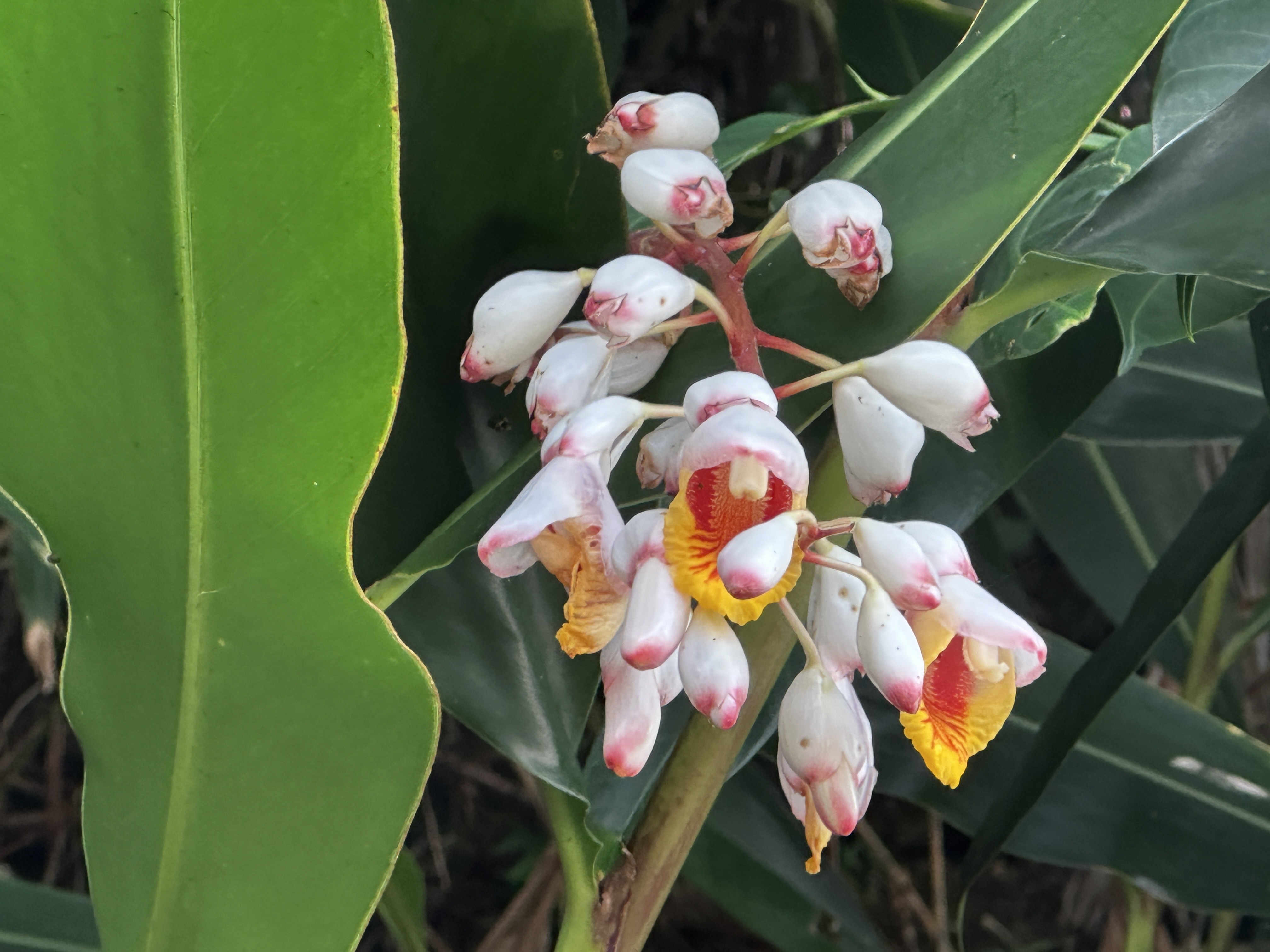 月 桃 の 花