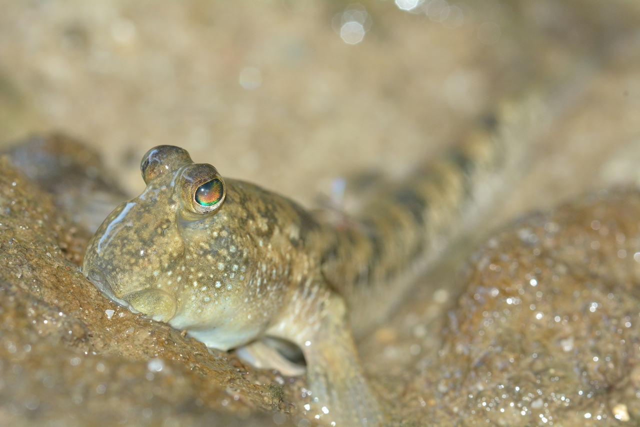 比謝川のとんとんみー02