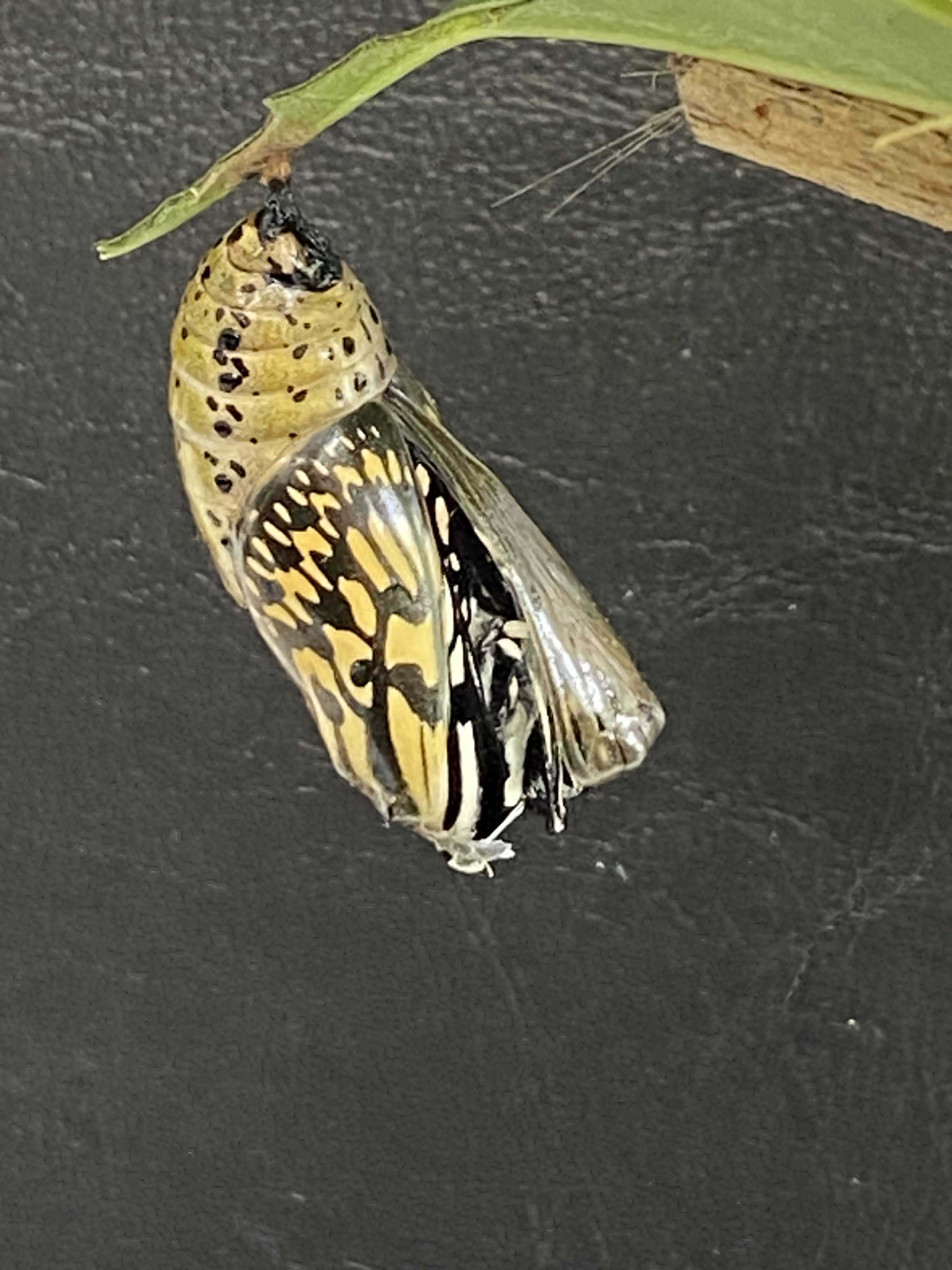 オオゴマダラ_蝶へ_比謝川自然体験センター01