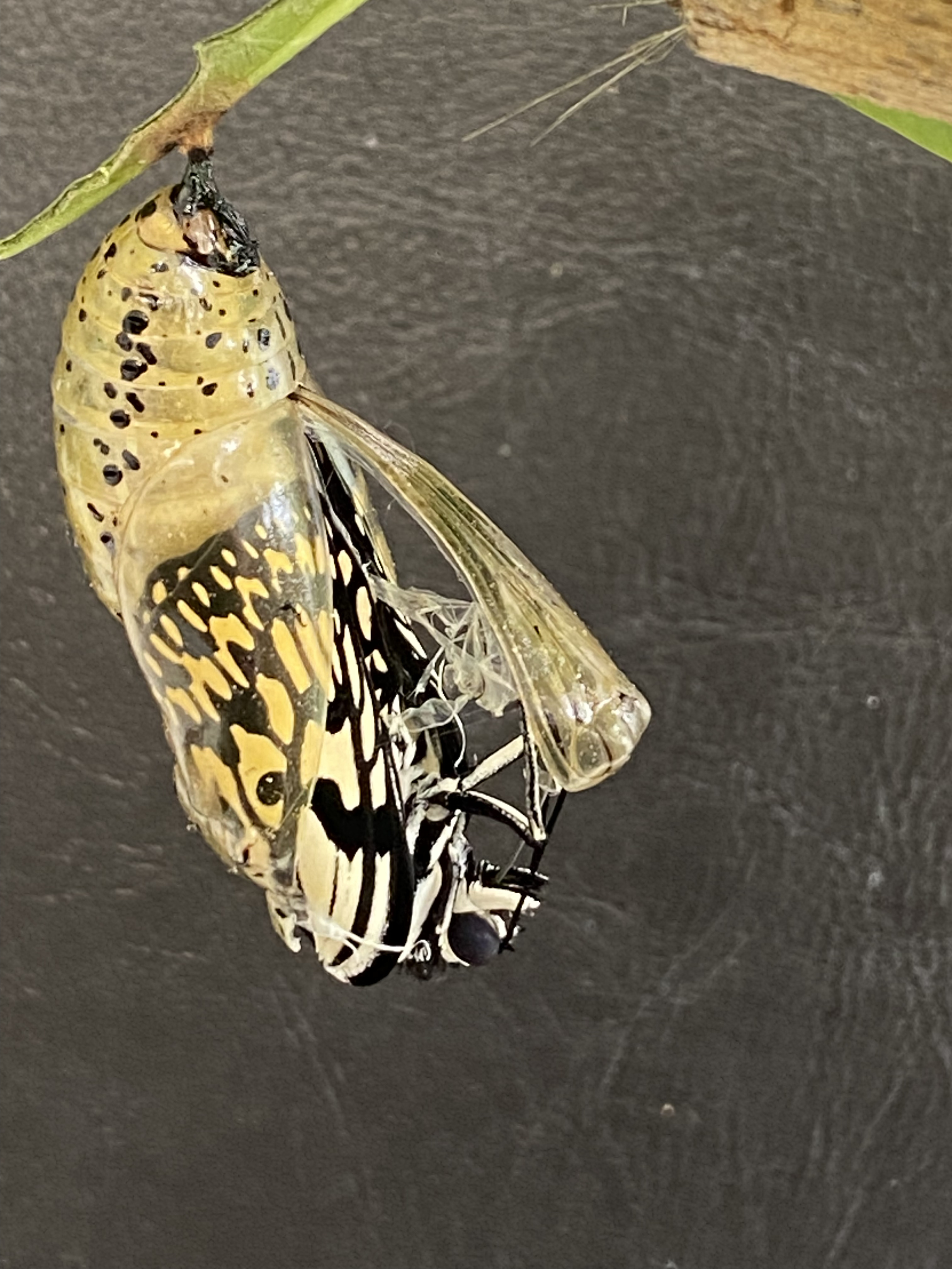 オオゴマダラ_蝶へ_比謝川自然体験センター02