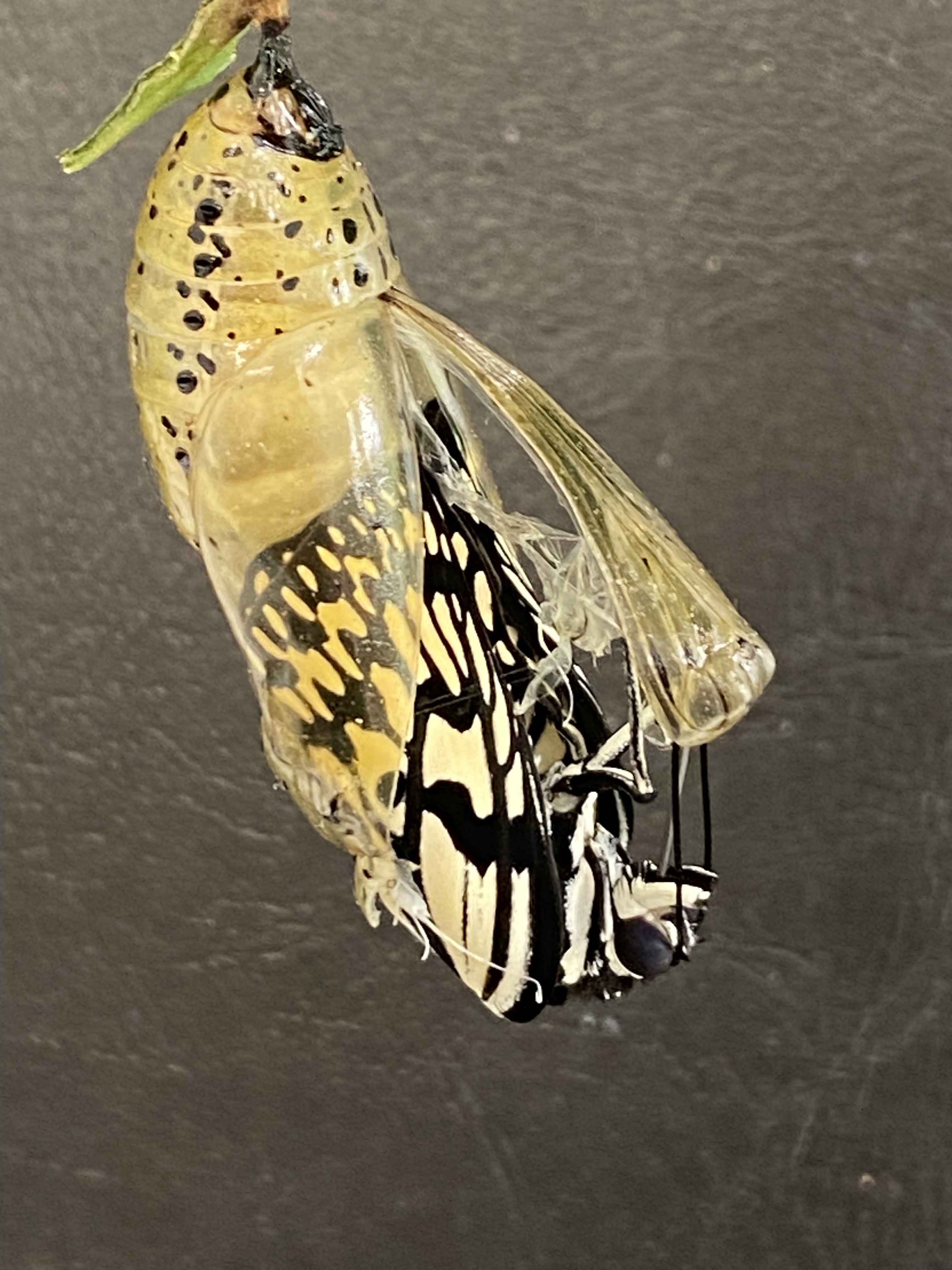 オオゴマダラ_蝶へ_比謝川自然体験センター03