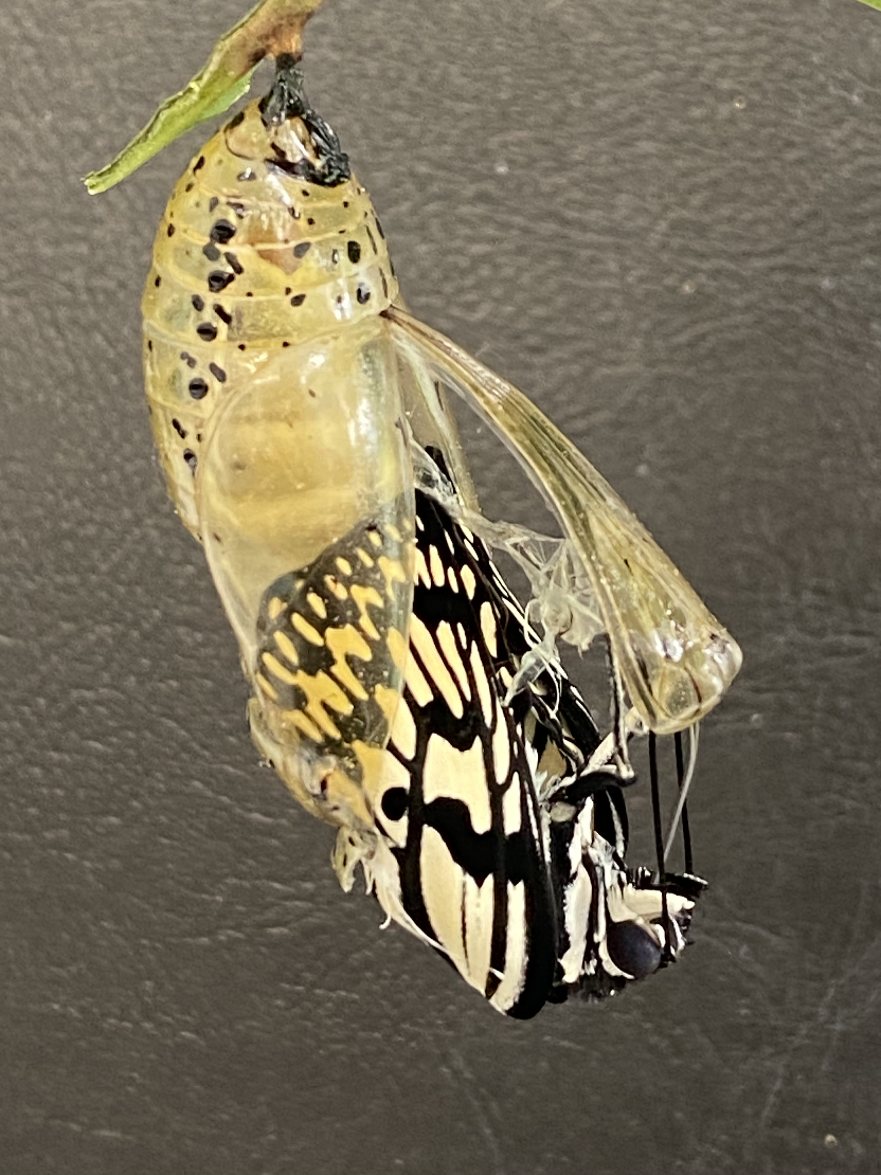 オオゴマダラ_蝶へ_比謝川自然体験センター04