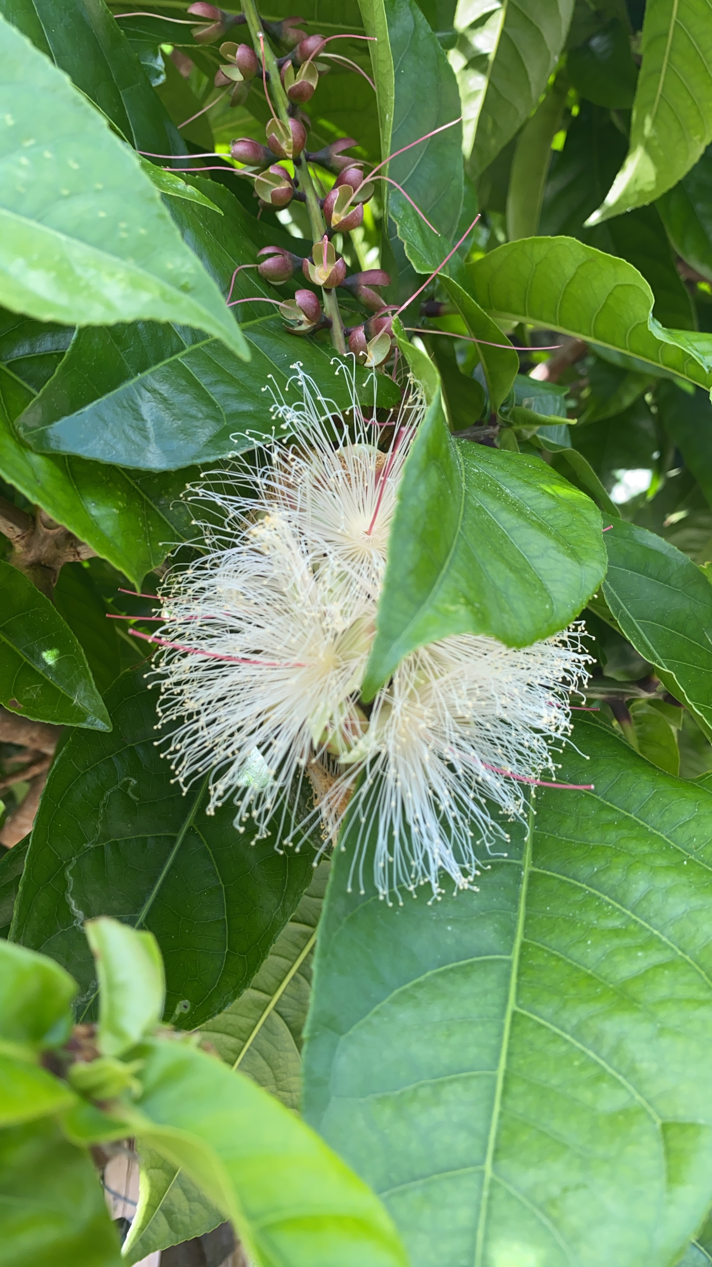 サガリバナ_比謝川自然体験センター