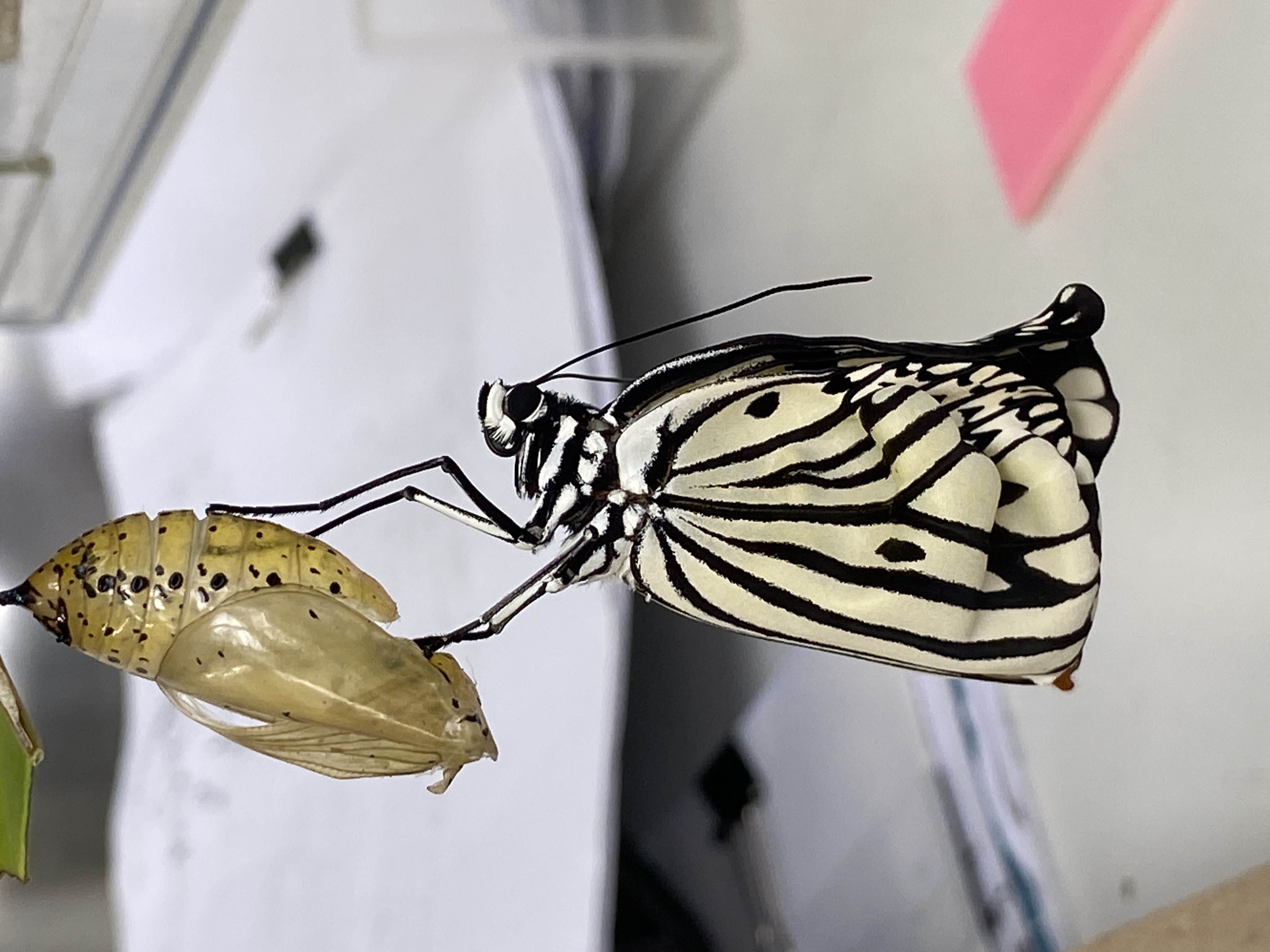 オオゴマダラ_蝶へ_比謝川自然体験センター05