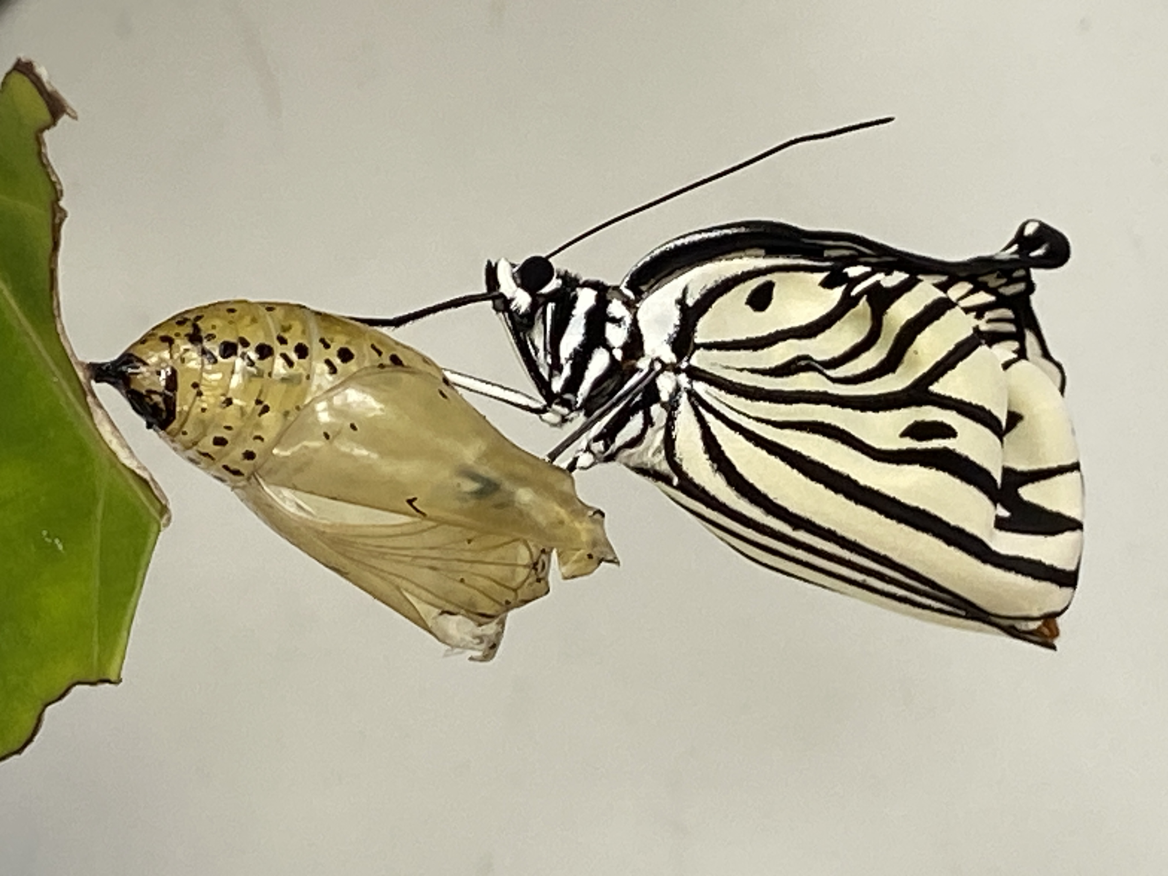 オオゴマダラ_蝶へ_比謝川自然体験センター06