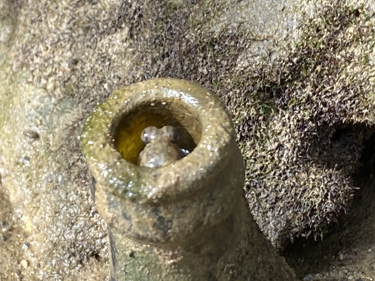 比謝川のとんとんみー