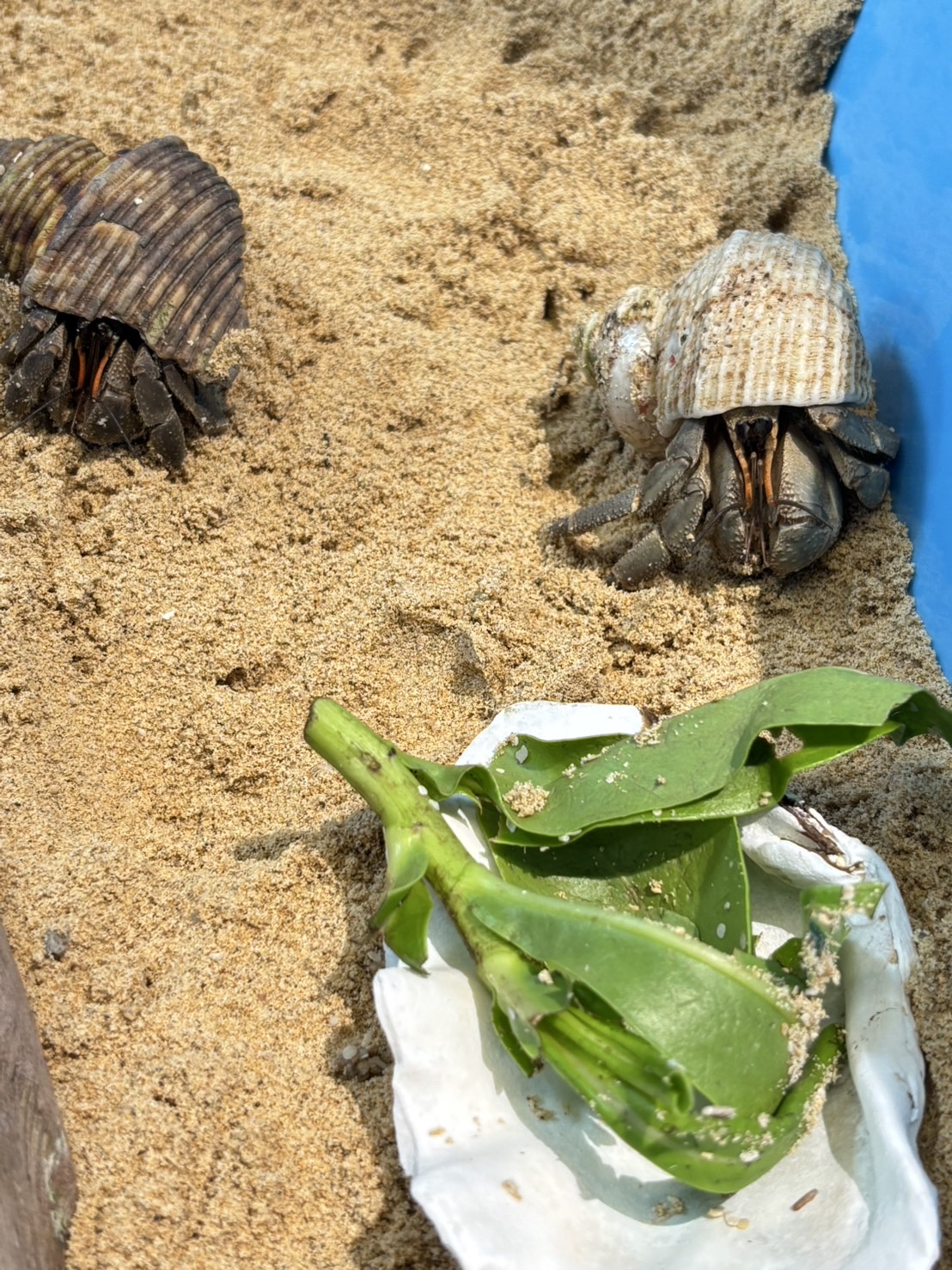 オカヤドカリ01_比謝川自然体験センター オカヤドカリ01_比謝川自然体験センター