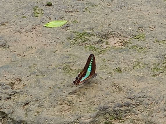 比謝川の蝶_アオスジアゲハ