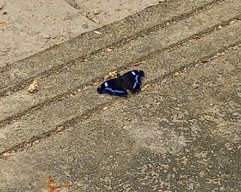 ルリタテハ_比謝川自然体験センター