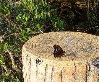 画像の説明ルリタテハ_嘉手納町比謝川自然体験センター