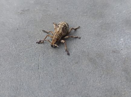 オキナワクワゾウムシ_比謝川自然体験センター