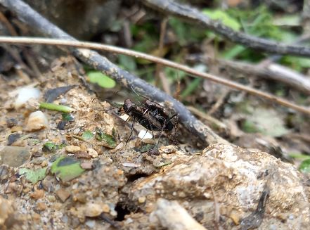 コハンミョウ_比謝川自然体験センター