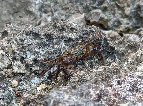 フタバカクガニ_自然体験センター