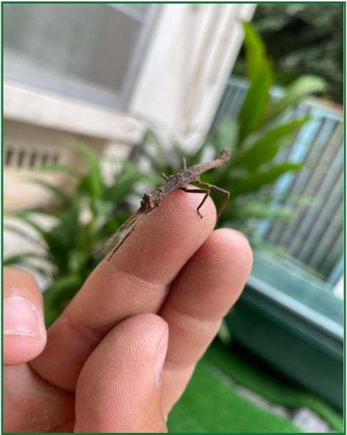 比謝川の小さな住人～アマミナナフシ～