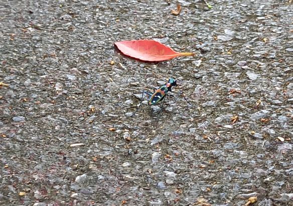 オキナワハンミョウ_比謝川自然体験センター