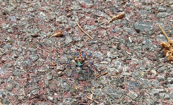 比謝川の小さな住人～オキナワハンミョウ～