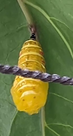 2025.09オオゴマダラさなぎ